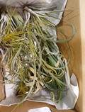 Bromeliad Tillandsia Assortment Large (Box of 10) 